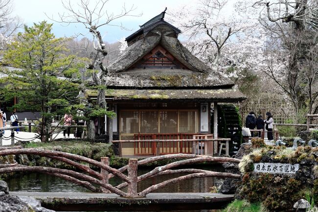 桜と忍野八海，富士山は無し