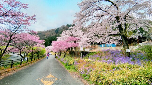 一つ前の旅行記で、「次の旅行記は、お城とうどんと鳴門の渦潮　四国3県めぐり旅！の予定でーす。」とお知らせしましたが、2021年4月3日、HISの日帰りバスツアーに行ってきました。曇りがちのお天気でしたが、満開の桜がとてもキレイだったので、先に桜の旅行記をUPすることにしました。<br />上州さくら日和！桜のトンネル☆わたらせ渓谷鐵道とまるでピンクの雲海「榛名雲海桜」＆幻の霜降り「福豚しゃぶしゃぶ」というツアー名（長っ）のツアーに、友人3人で参加してきました！