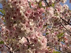 今年の桜