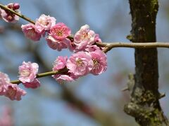 岡山後楽園と日生のカキオコ（本当はクルーズに行くはずでした・・）