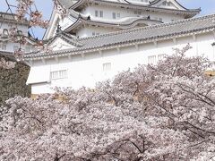 桜に誘われて千姫の小径から三の丸広場まで - 姫路