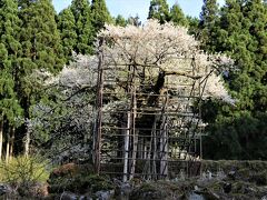 龍野西サービスエリアで鰻とろろ丼を食べてから樽見の大桜と初逢瀬