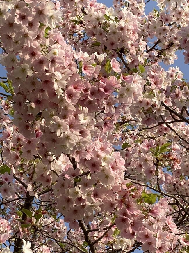 今年の桜　地元　灯台下暗し　こんな素晴らしい桜がありました。