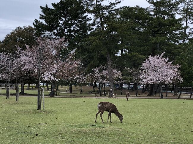 ホテルから　歩いて　興福寺、国立奈良博物館、奈良公園、春日大社。<br />興福寺では、阿修羅像を見学。<br /><br />