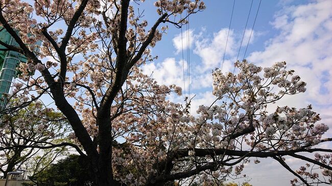 4月から長野転勤になったのですが、引っ越しはまだできていません。<br />4月2日の夜の新幹線で一旦横浜に戻り、翌日３日には引っ越しの準備や、東戸塚の実家に顔をだし、預けていた冬タイヤをとりに行ったりしてました。<br />東戸塚の実家に帰った帰りがけ、よく散歩に行っていた、横浜市環境支援センターや、横浜市こども植物園によってきました。<br />ここはソメイヨシノが終わっても、遅咲きの珍しい桜がたくさんあります。<br />引っ越しの準備もまだまだあるので、1時間半ほどのちょこっと散歩です。