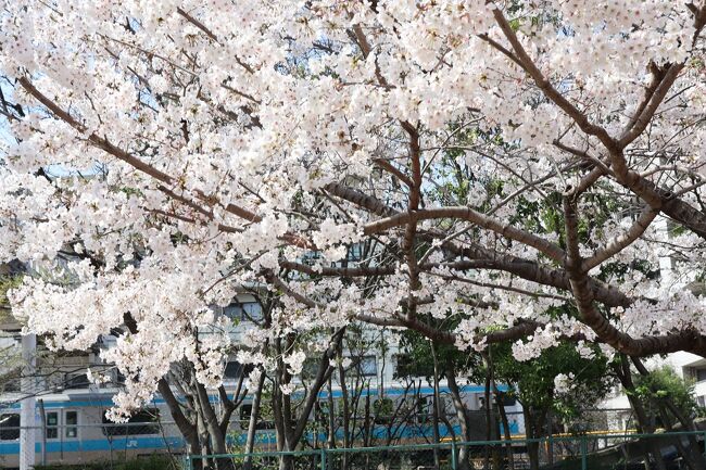 JR大森駅北口から大井町方面に向かい右側線路沿いに桜並木が広がります。ここは大井水神公園といいます。移動中の電車の車窓からも十数秒間は眺められます。降りて歩いてみるとたわわな桜に癒されます。近くに品川区大森貝塚遺跡庭園やモースが発見した大森貝塚の碑があります。