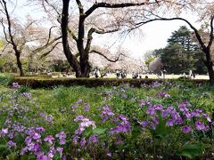 春爛漫・新宿御苑で桜を見る会