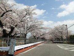 ’２１　春の福島・宮城駅さんぽ２　常磐線 夜ノ森駅 富岡町桜まつり①