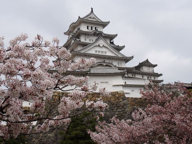 ご近所散歩姫路再発見　桜咲く風景