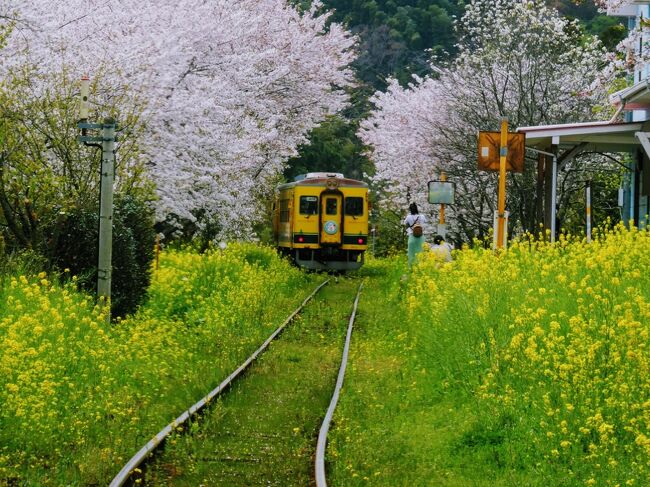 私の旅の御指南役のさとぴ。さんが千葉へ行きました。<br />https://4travel.jp/travelogue/11682347<br />菜の花色の列車に乗って、菜の花いっぱいのローカル線の旅。<br />お供には、妻のために車を走らせる旦那様。<br />お土産に「うちぼーそとぼーちちぼー」というキャッチフレーズをくれました！！<br />メチャクチャ気に入って、1人で毎日呪文のように唱えていました。<br /><br />私は元千葉県民ですが、菜の花の時期にいすみ鉄道にも小湊鉄道にも乗ったことがない。<br />呪文の効果で、閃きました！<br />これはまた、 親孝行のふりをして旅をすればいいんじゃないか？<br /><br />実は、父親また入院して、今回は手術となりました。<br />既に退院していますが、しばらくは弟と交代で実家に行っているのです。<br /><br />