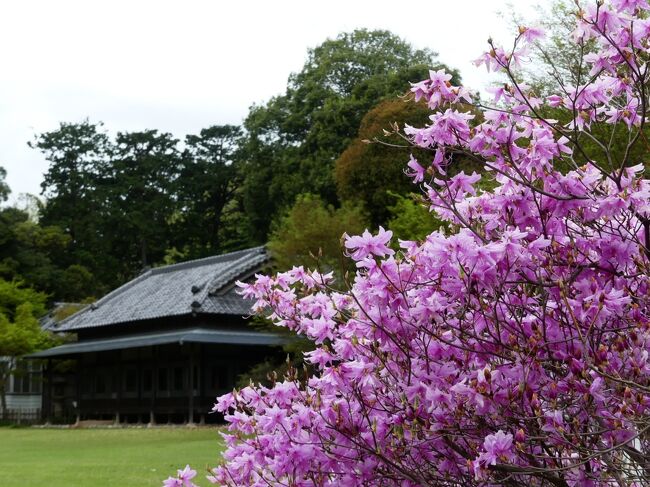 「つつじが岡第二公園」のサクラとツツジ_2021_サクラは散り進み、ツツジは咲き始め（群馬県・館林市）