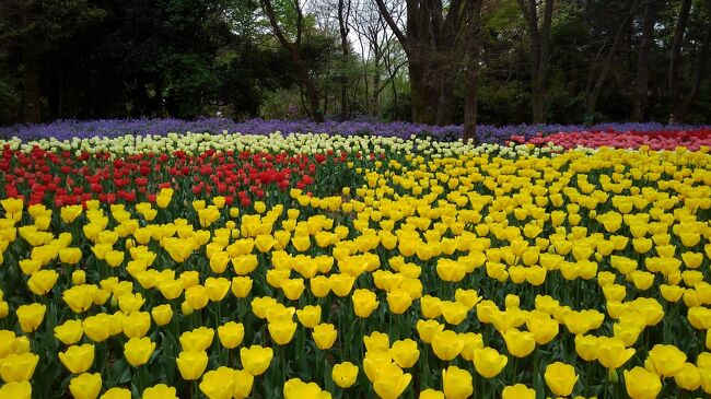 前回でシリーズは終了の予定でした。しかし、先日訪れると春の花々が満開で、昨年同時期に書かなかったのを中心に投稿します。<br />表紙の写真は、球根園のチューリップと向こうに見える紫の花はショカッサイです。諸葛孔明が食用として利用したという話が残っています。<br />