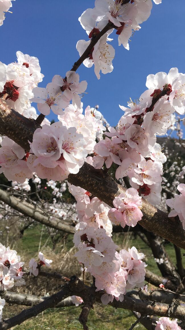 ずっと前から見たかった、満開のあんずの花。ようやく念願が叶いました。そして、憧れの花かたくり。今年は花の時期が早く間に合わなかったと思いきや、まだがんばって咲いていてくれました。さらに、満開の桜、桃の花まで。あぁ、日本の春はかくも美しい。感動の連続の花旅です。