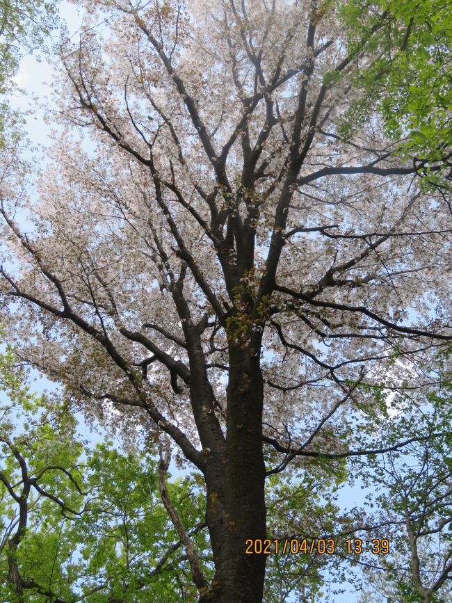 4月3日、午後1時半過ぎに川越市の森のさんぽ道へ行き、山桜等の花を求めて散策しました。　新緑がかなり進んでいて今迄のバードウオッチングはできなくなりました。　山桜も今回が最後のようでした。<br /><br /><br /><br /><br />*見られた素晴らしい山桜