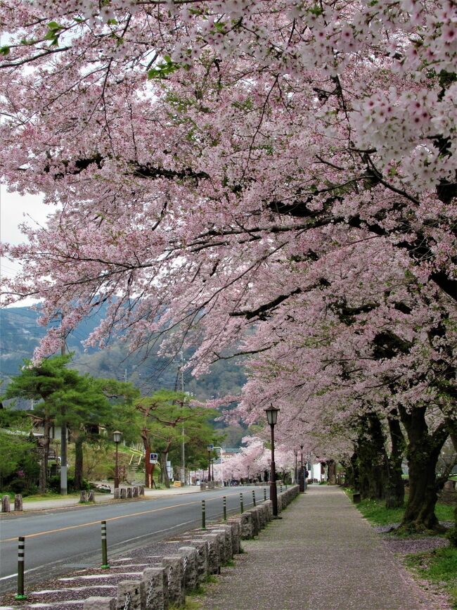 「日本さくら名所100選の地」にも選定されている長瀞の桜です。<br />今日のメインはもう少し三峰寄りの武州中川駅の「清雲寺のしだれ桜」なんですが、折角秩父まで来るのにそれだけでは勿体ないですよね。<br />なので、長瀞はもう何回も来ていますが、桜満開の時は初めてなので立ち寄ってみました。<br />同じ埼玉県内でも大宮公園などの市街地よりも一週間ほど遅れて見頃になる長瀞の桜です。<br />あちこち丁度満開で、既に終わりかけの清雲寺よりも、むしろいい時に来られたとさえ思えました。<br />長瀞に来たなら 「宝登山神社」に御挨拶しないでは帰れません。<br />また「北桜通り」も昼間の桜と夜のライトアップ双方を堪能できました。