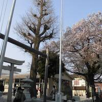 平成最後の桜を見に寺社巡り