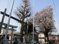 平成最後の桜を見に寺社巡り