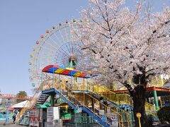  華蔵寺公園の 桜 と遊園地