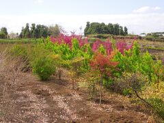 花と新緑の南永井の風景①