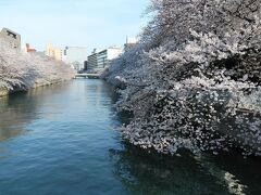 東京散歩 - 深川地域、門前仲町の桜