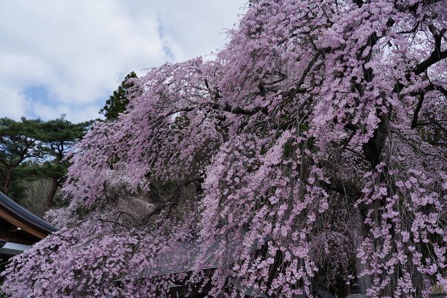 今年は、桜前線が関東地方を早々に通り過ぎてしまったので、結局、大宮公園でしか花見をすることが出来なかった。<br />そこで、４月最初の週末を利用して、桜前線を追いかけてみることにした。<br />調べてみると、見頃なのは福島県内。<br />ちょうど白河の関にも行ってみたかったので、白河を訪れることにした。