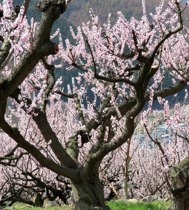 春の絶景を見たくて、富山県へドライブ旅行に行ってきました。目的は、氷見から雪に覆われた立山連峰を日本海の海越し見ることと、あさひ舟川の四重奏を見ること。今年は、全国的に桜の開花が例年になく早く、富山県も3月の終わりには開花し、満開になるというので、3月末から4月にかけての天気のいい日をねらって急遽出発しました。<br />第四部は、富山からの帰りに長野市近郊の松代町東条の杏の里に立ち寄った時の旅行記です。