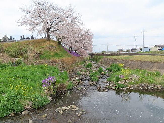 高崎滞在記＆「アド街ック天国」で私の育った町：豪徳寺・山下が紹介されました。 高崎 2021/04/03<br /><br />高崎市の井野川沿いをポタリングしながら釣りのできるポイント探しました。高崎市を南北に走ると坂がありますが、東西はそれほどではありません。そんな訳で、最初だけ、南北を走行し、後は、井野川沿いを東西を走りました。残念ながら、良いポイントは無く、魚も見ることは出来ませんでした。