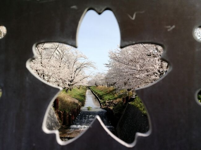 岡﨑でのお花見と言えば岡﨑公園が有名ですが、他にもいくつかスポットがあります。その中で竜泉寺川沿いの桜並木と伊賀川桜堤(づつみ)をご紹介します。一方は田園風景、もう一方は住宅街という対照的な場所ですが、これまたどちらもいい！<br />はしご酒ならぬ、はしご花見。桜三昧の1日となりました。