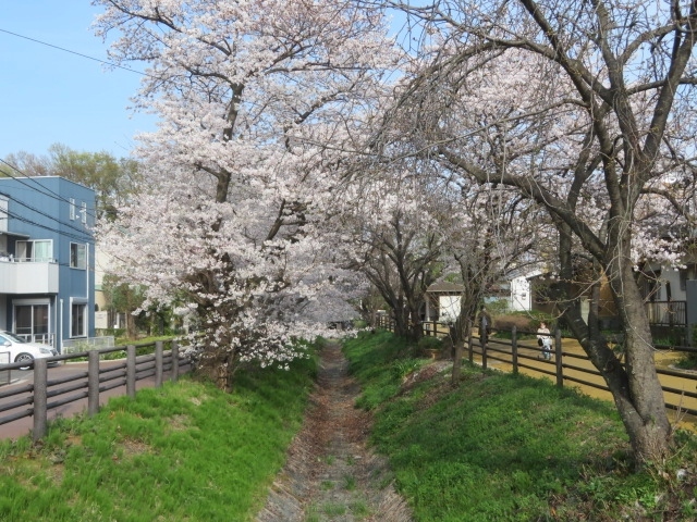 ＪＲ武蔵野線東浦和駅前から歩く仲間と桜が満開の中、見沼代用水沿いと芝川沿いを歩きました。<br /><br />東浦和駅近くの見沼代用水沿いを歩いて浦和くらしの博物館へ、満開の桜を見ながら土手沿いを歩きました、土曜日で天候が良かったので人が多かったです、浦和くらしの博物館には旧浦和市内に残された伝統的な建物を移築復元し、公開されています、旧高野家住宅、旧綿貫家住宅、旧野口家住宅、旧蓮見家住宅、旧武笠家表門、旧中島家穀櫃に旧浦和市農業協同組合三室支所倉庫があります、無料で見学が出来ます。<br /><br />さいたま市園芸植物園は入園無料で楽しめます、散策路にはお花が咲いていて眺めながら歩くことが出来ます、花き展示温室には熱帯植物があります、実を付けたバナナもありました、大崎直販センターがあり地元産農産物が売られていました、緑の広場では多くの人が桜の下で休憩や食事をしていました、長時間楽しめるいこいの場所です。<br /><br />川口自然公園と富士塚は川口市内にありますがさいたま市に隣接しています、見沼通船堀は人が多かったです、桜を見ながら歩きました、最後は出発地の東浦和駅まで歩きました。