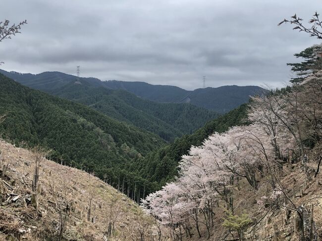 名古屋からひのとりに乗り、橿原神宮で青のシンフォニーに乗り吉野へ<br /><br />バスを乗り継ぎ吉野奥千本回行ハイキングをする。<br />途中雨が降ってきたが何とか吉野駅に戻ってこれた。<br />吉野駅で柿の葉寿司と桜餅などを買って近鉄電車で遅い昼ごはん兼夕ご飯を食べた。<br />桜は終わりの頃だったのでまた来年リベンジしたい。