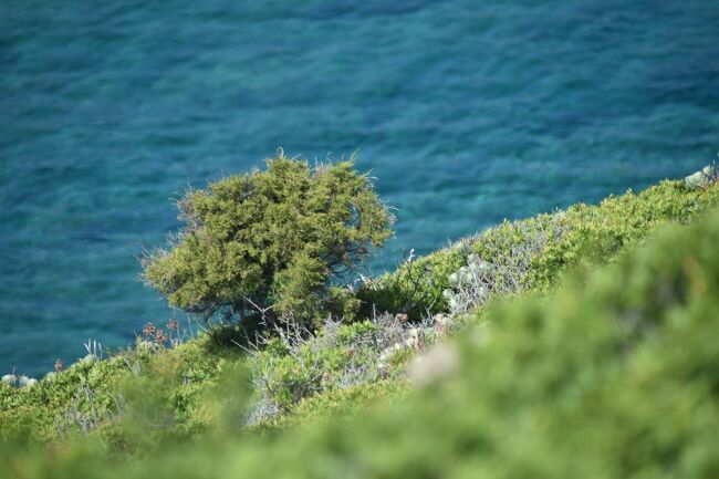 去年の夏にサルデーニャ島で2週間、働きながらホリデーを楽しむワーケーションを実行した時の話を書いています。<br />この日は丸一日、アジナーラ島へのツアーに費やしました。アジナーラ島というのは、サルデーニャ島の北西部の突先にある小さい島で、今は自然保護区になっています。けれど、少し前までは、監獄島でした。そこのところが面白いツアーでした。<br /><br />私達が住む英国では、ワクチン接種が順調に進み、ロックダウン規制が少しずつ緩み始めています。でも海外旅行は依然として禁止されています。なので、過去の旅行を振り返る日々。過去に50か国超を旅した記録は、どうぞこちらから：https://mirandalovestravelling.com/ja/