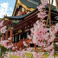 甲斐・駿河の桜(その1)