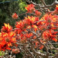 女のひとり旅③(西表島でカヌー☆川編)