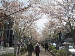 桜は終わりかけ、鎌倉散歩。