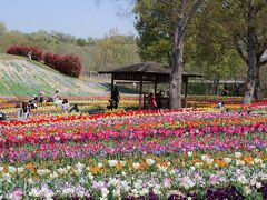 国営讃岐まんのう公園へチューリップを見に。