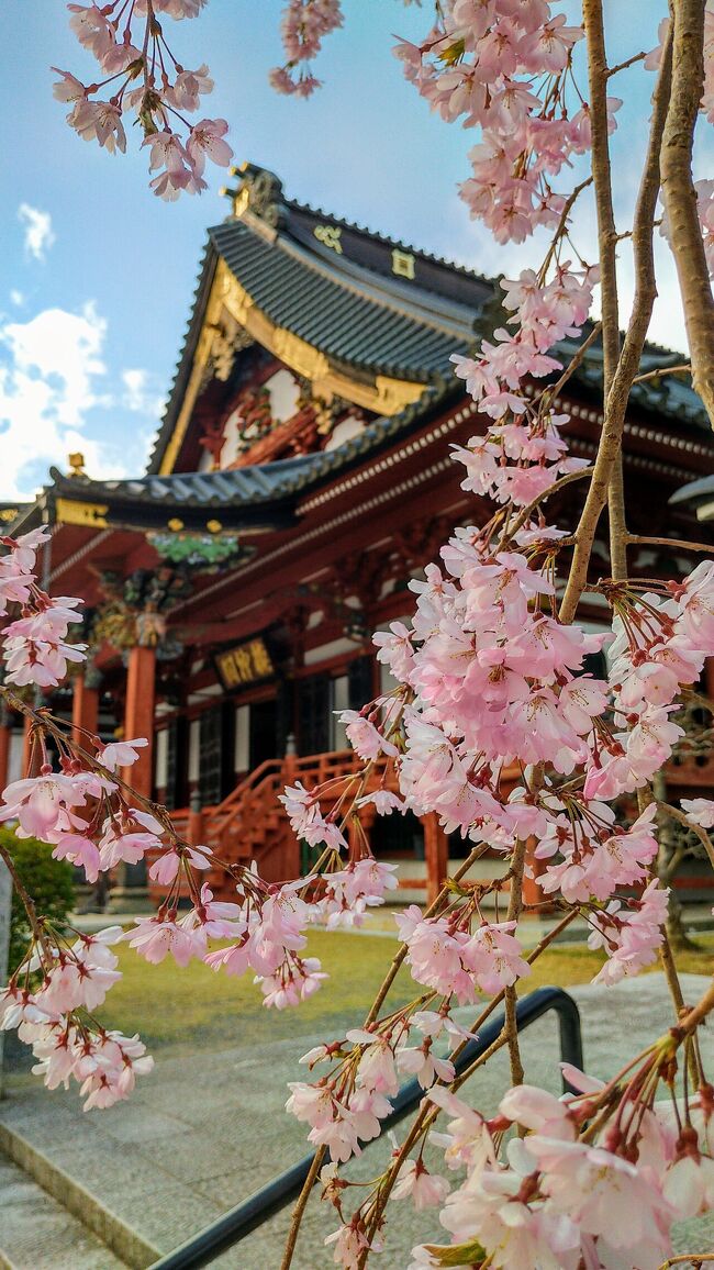 甲斐・駿河の桜(その1)