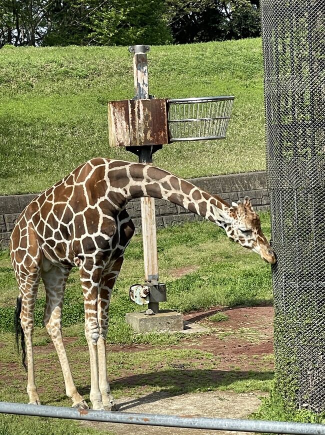 キリンやライオンにゾウ。大きな動物に会いたくなって孫達と千葉市動物園へ行きました。