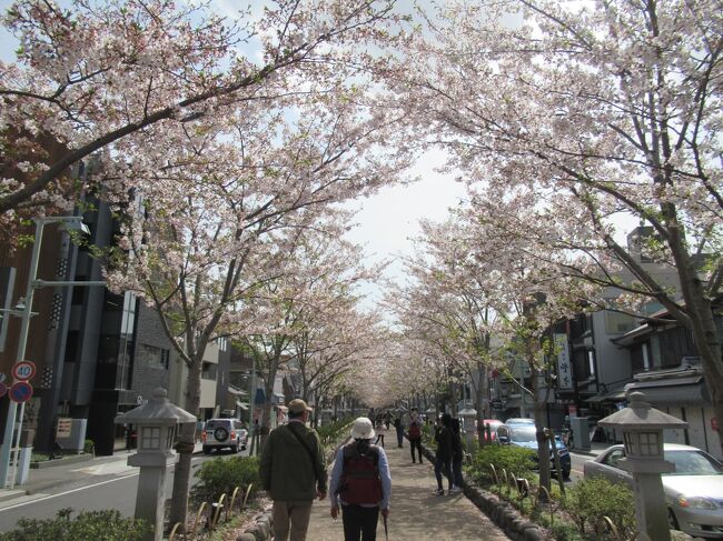 鎌倉でお花見散策。<br />残念ながら桜は終わりかけでした。