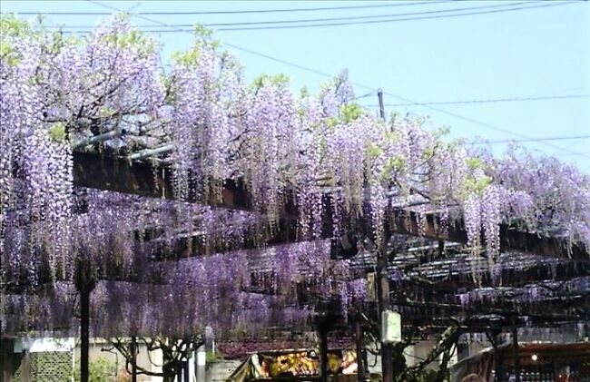 春になると日本全国花の見所で祭典が催されます。<br />寒い冬が終わり、暖かい春に美しい花、心浮きたちまた和む季節です。<br /><br />しかし、昨年(2020年)は、コロナ禍で大藤祭りも中止となり、人が集まらないよう藤の花の房も切られてしまいました(涙)。<br />今年は八女市の観光サイトでも何もアナウンスされていませんでしたが、「祭り」の形にはせずに臨時駐車場のみ設けられ、大藤を見ることはできたそうです。私も行こうと思っていましたが、福岡県も緊急事態宣言が出されたことから断念しました。<br />そこで過去の写真を使い、二年前(2019年)の春に訪れたときの記録を旅行記にまとめました。<br /><br />【注】この旅行記は二年前の回想録です。店舗など、当時と現在ではいろいろ変わった点もあります。できるだけ確認して、変更されている所はその旨書き加えるよう努めていますが、旅行の参考にされる際はご注意ください。(2021/5/21)