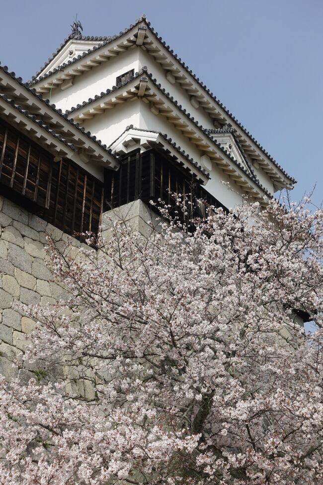 春なのに~春なのに~ため息また一つ~<br />武漢病の蔓延で今ひとつウキウキ感がない春です。<br /><br />じゃあ、春に会いに行こう!<br /><br />というわけで急遽春の似合う愛媛に行くことにしました。<br /><br />愛媛に行くのは学生時代以来だから40年ぶりくらい。<br />その時見た海の色や風景とか穏やかな人々の印象が自分の中に残っていて春が似合う愛媛になったわけです。<br /><br />変わっているのか、いないのか?<br />変わったのは老けた自分だけ?<br /><br />そんな厳しい現実を見つめないように<br />春の愛媛でお城巡りをしましょう。<br />タイミングが合えば桜も楽しみましょう。<br />ちょっぴり瀬戸内海の風情も楽しんでみたい。<br />復活した名物駅弁も食べたい。<br /><br />そんな欲張りの旅です。<br /><br /><br />時節柄武漢由来の病の対策は万全にしました。<br />マスク手袋と機内や車内はオーバーグラスを着用。<br />食事は基本ホテルの部屋でとる。<br />外食の場合は店内が空いているとか空間にゆとりがある場所に限ることとした。<br />移動は乗り物好きなので公共交通機関を利用した。
