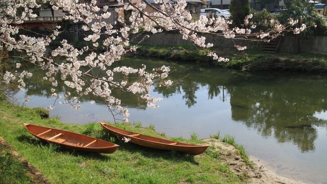 音羽川に和船浮かべて川から桜見学
