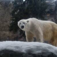 動物が間近に迫ってくる旭山動物園