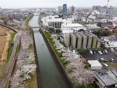 半田運河に和船を浮かべて桜と記念撮影