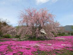 ＊しば桜まつり＊の牧場へ行ってみよう♪