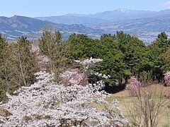 町を見下ろす桜たち