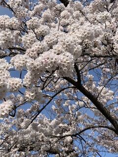 桜が咲いたあ。平年より１５日も早い。