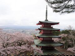 新倉山浅間公園の桜と忍野八海1day trip