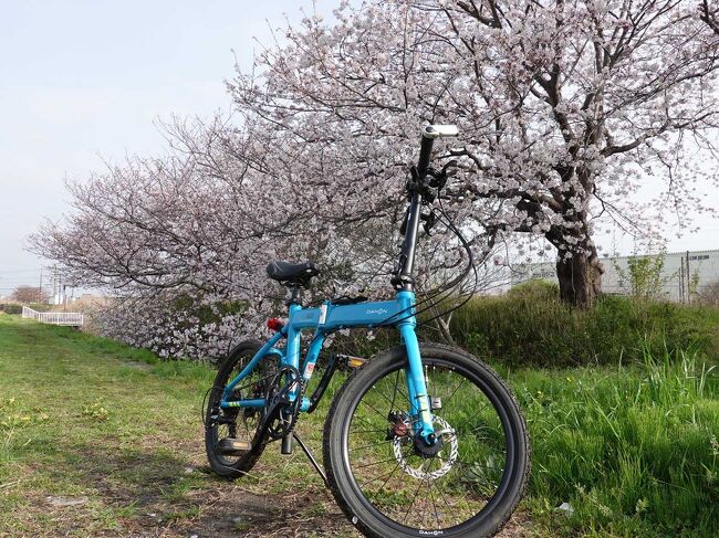 市内を桜を見ながら自転車で走って来ました。<br /><br />走行データ<br />走行時間 : 午前07時15分頃～午前09時50分頃(約2時間35分・休憩時間含む)<br />走行距離 : 約21km