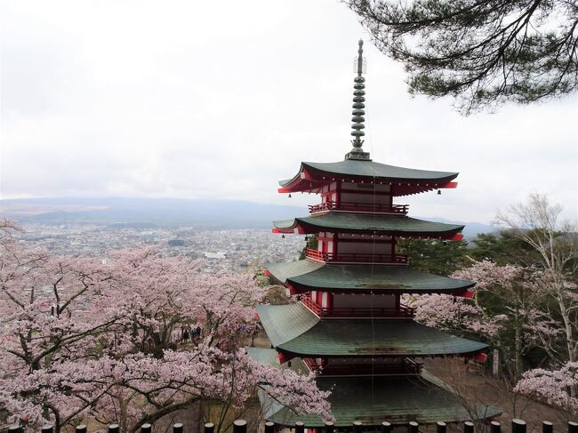 ミシュランガイドの表紙にもなった新倉山浅間公園の五重の塔と富士山！特に桜の時期は大人気です。<br />昨年秋に来た時は残念ながら富士山を見ることが出来ませんでした。<br />その時次は桜の時期に必ず富士山と一緒の写真を撮るぞ！！と決め、今回やって来ました。<br />日帰りでしかも桜祭りの初日と言うことで混雑を考え夜明け前に自宅を出発！<br />今回は富士山見れるのでしょうか・・・