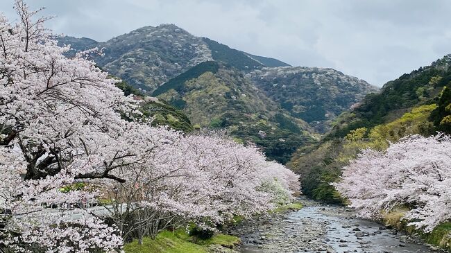 松崎町、満開の桜並木